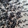 Broderie cu bordură lată din flori aplicate pe suport tulle, Negru