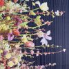 Tesatura voal jacquard din matase naturala cu bordura cu flori pe o latura