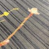 Tesatura voal jacquard din matase naturala cu bordura cu flori pe o latura
