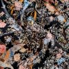 Tesatura din matase naturala cu elastan – imprimeu exotic, Multicolor