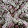 Tesatura Jacquard cu insertii de lurex- design floral, Auriu - Roz