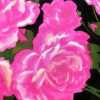 Tesatura din matase naturala cu in tip shantung , design floral, Roz - Verde - Negru