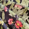 Bumbac elastic imprimat  - design floral
