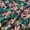 Tesatura brodata plina - design floral, Lila/Roz/Bleumarin - imagine 4