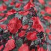Tesătură brodata cu trandafiri pe tulle - design floral, Rosu / Verde / Negru