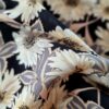 Tesatura crepe de chine din matase naturala  - design floral, Bej Gri Negru - imagine 4