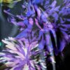 Tesatura crepe din matase naturala - imprimeu floral, Mov pe fond Negru - imagine 6