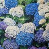 Tesatura jacquard din matase naturala - design floral, Albastru Violet Alb Verde - imagine 8