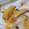 Țesătură din matase naturala - design floral, Galben Ivoire - imagine 3