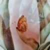 Tesatura Organza din matase naturala cu Imprimeu patchwork floral,  Multicolor pe fond Ivoire - imagine 3