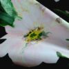 Tafta tip faille - desig floral, Negru Roz Verde - imagine 5
