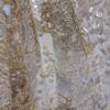 Dantela cu broderie și paiete translucide ivoire, cu fir auriu aplicat pe suport de tulle fin crem - imagine 9