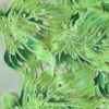 Dantela spartă - model exotic cu frunze filodendron, Verde - imagine 8