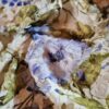 Tesatura cu broderie 3D, pe suport de tulle  - design floral, Albastru / Ivoire / Verde - imagine 10