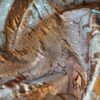 Tesatura Jacquard cu inserții de fir lurex -  design floral, Cupru / Auriu - imagine 6