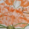 Tesatura Organza din matase naturala Imprimată cu lalele portocalii pe fond verde-ivoire - imagine 2